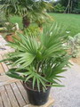 Chamaerops humilis , نخل زینتی
